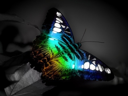 colorfull13.jpg