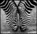 Zebra%201.jpg
